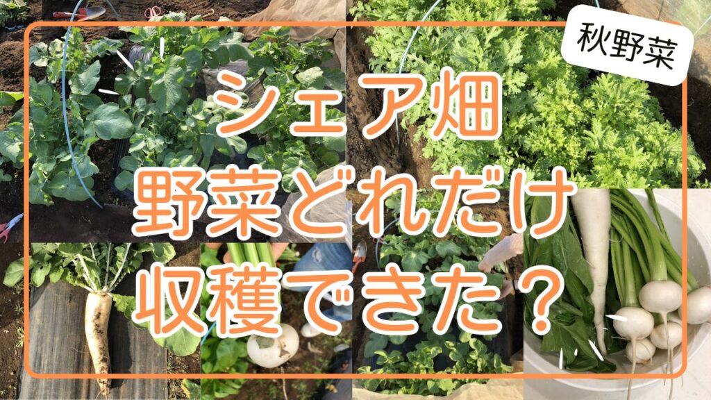 シェア畑 秋野菜 どれだけ 収穫できた