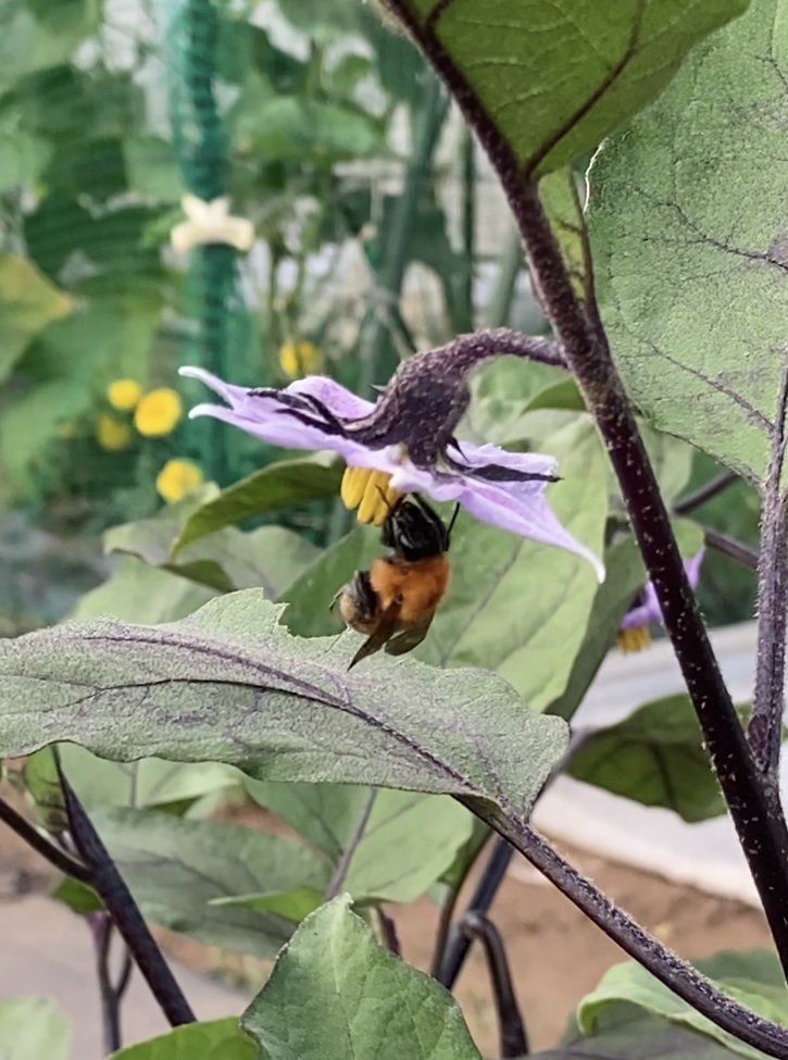 受粉するハチ